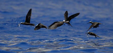 Black Noddy (Anous minutus) photo