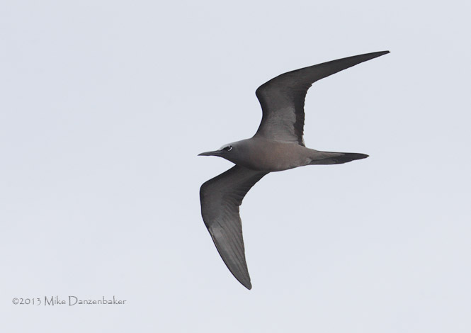 Brown Noddy (Anous stolidus) photo