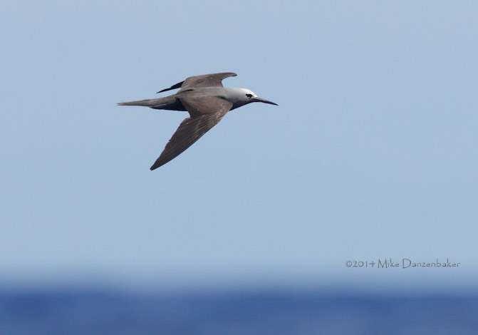 Lesser Noddy (Anous tenuirostris) photo