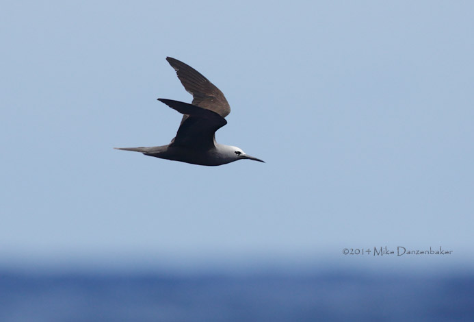 Lesser Noddy (Anous tenuirostris) photo
