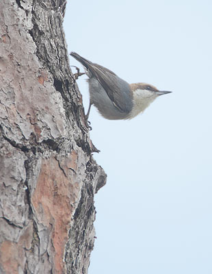Brown-headed Nuthatch (Sitta pusilla) photo image