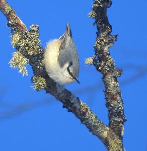 Eurasian Nuthatch (Sitta europaea) photo image