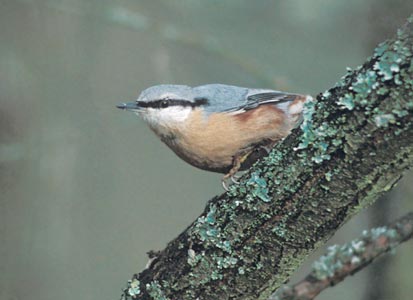 Eurasian Nuthatch (Sitta europaea) photo image