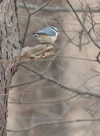 Eurasian Nuthatch (Sitta europaea) photo image