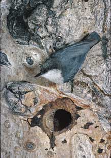 Pygmy Nuthatch (Sitta pygmaea) photo image