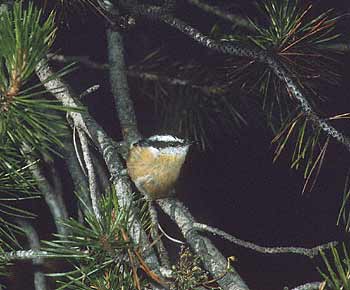 Red-breasted Nuthatch (Sitta canadensis) photo image