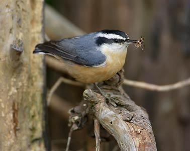 Red-breasted Nuthatch (Sitta canadensis) photo image