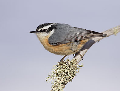 Red-breasted Nuthatch (Sitta canadensis) photo image