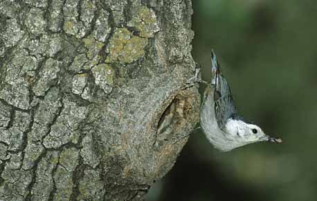 White-breasted Nuthatch (Sitta carolinensis) photo image