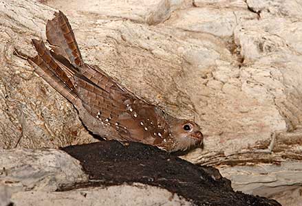 Oilbird (Steatornis caripensis) photo image