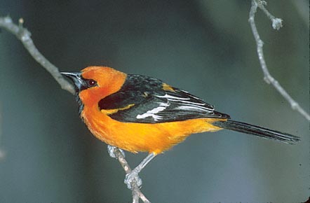 Altamira Oriole (Icterus gularis) photo image