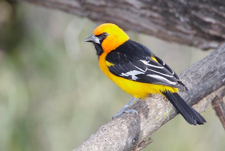 Altamira Oriole (Icterus gularis) photo