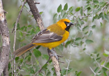 Altamira Oriole (Icterus gularis) photo