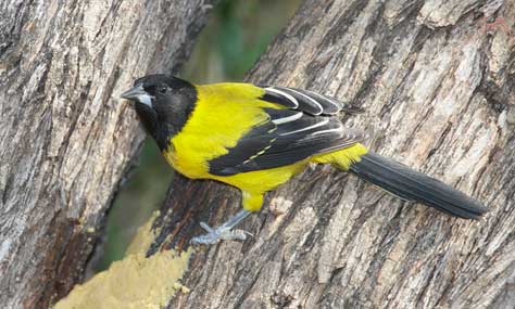 Audubon's Oriole (Icterus graduacauda) photo