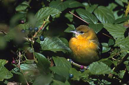 Baltimore Oriole (Icterus galbula) photo image
