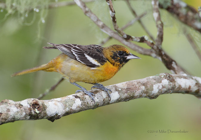 Baltimore Oriole (Icterus galbula) photo image