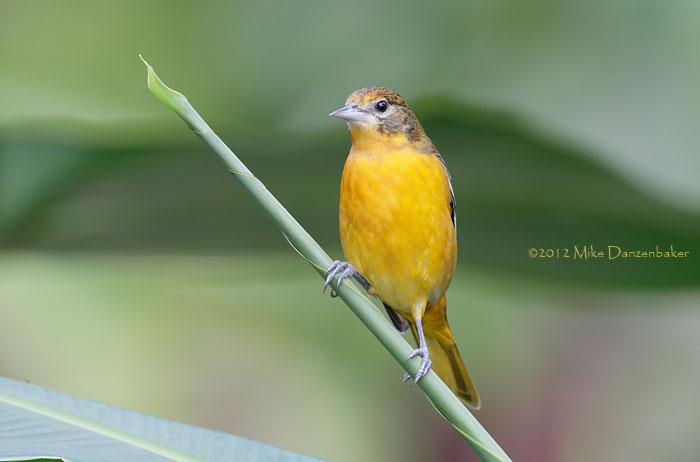 Baltimore Oriole (Icterus galbula) photo image