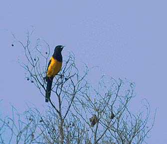 Black-vented Oriole (Icterus wagleri) photo image