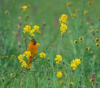 Bullock's Oriole (Icterus bullockii) photo image