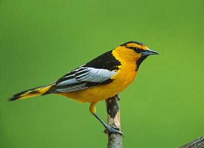 Bullock's Oriole (Icterus bullockii) photo image