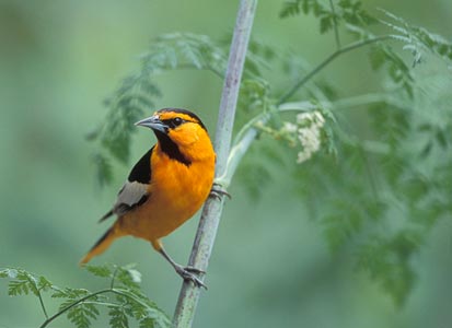 Bullock's Oriole (Icterus bullockii) photo image