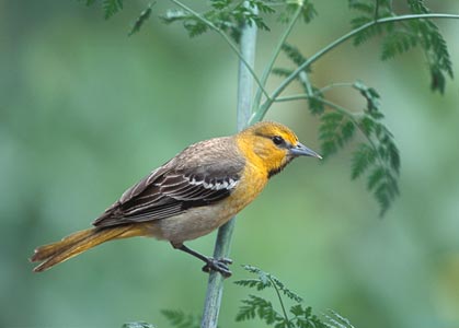 Bullock's Oriole (Icterus bullockii) photo image