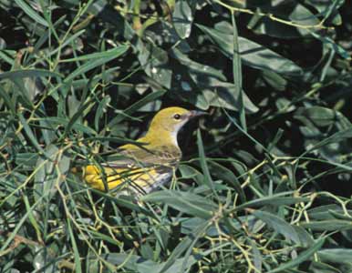 Eurasian Golden Oriole (Oriolus oriolus) photo image