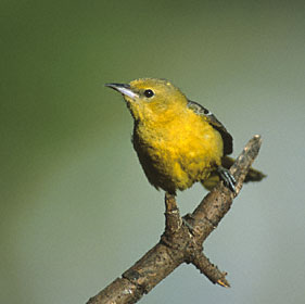 Hooded Oriole (Icterus cucullatus) photo image