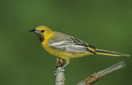 Hooded Oriole (Icterus cucullatus) photo image