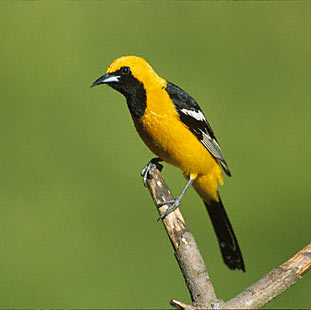 Hooded Oriole (Icterus cucullatus) photo image