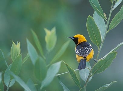 Hooded Oriole (Icterus cucullatus) photo
