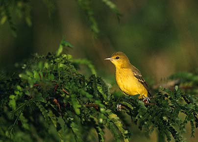 Orchard Oriole (Icterus spurius) photo image