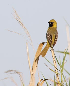 Orchard Oriole (Icterus spurius) photo image