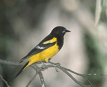 Scott's Oriole (Icterus parisorum) photo image
