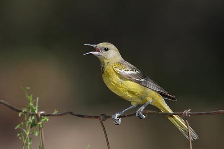 Scott's Oriole (Icterus parisorum) photo image