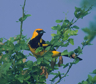 Spot-breasted Oriole (Icterus pectoralis) photo image