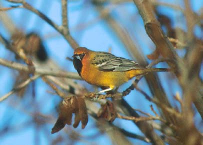 Streak-backed Oriole (Icterus pustulatus) photo image