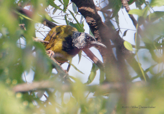 Oriole Warbler (Hypergerus atriceps) photo