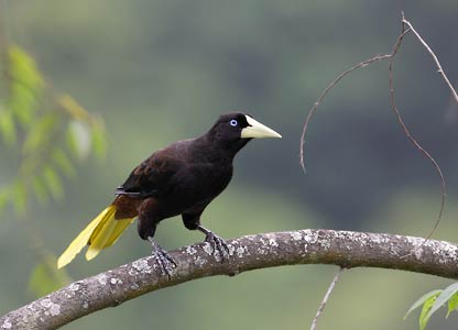 Crested Oropendola (Psarocolius decumanus) photo image