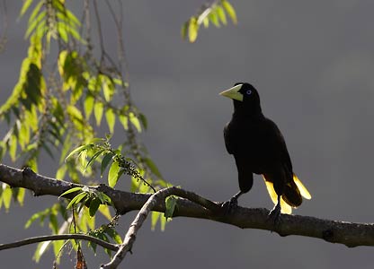 Crested Oropendola (Psarocolius decumanus) photo image