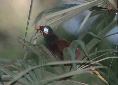 Montezuma Oropendola (Psarocolius montezuma) photo image