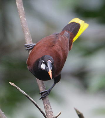 Montezuma Oropendola (Gymnostinops montezuma) photo
