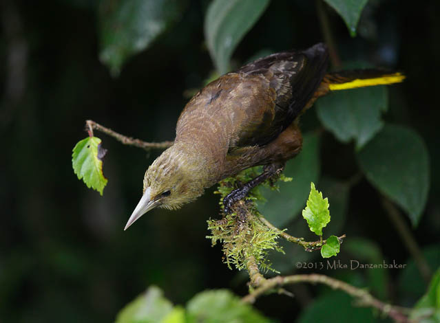 Russet-backed Oropendola (Psarocolius angustifrons) photo image