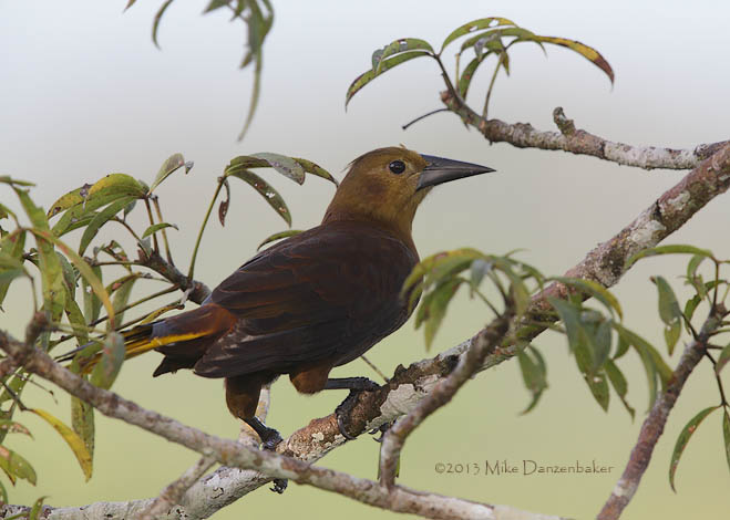 Russet-backed Oropendola (Psarocolius angustifrons) photo image