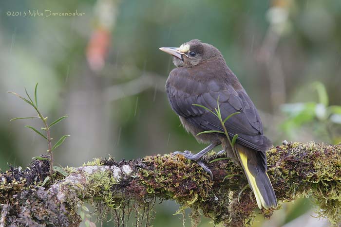 Russet-backed Oropendola (Psarocolius angustifrons) photo image