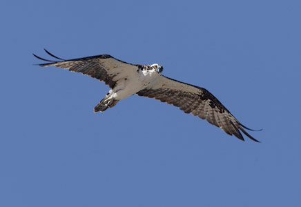 Western Osprey (Pandion haliaetus) photo image