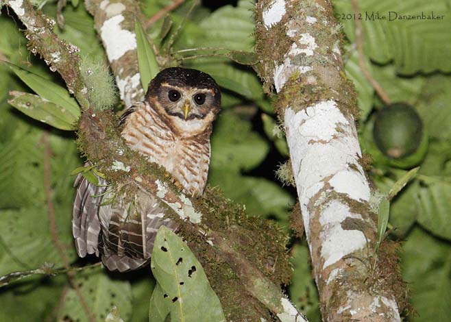Band-bellied Owl (Pulsatrix melanota) photo image