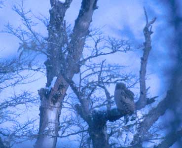 Blakiston's Fish Owl (Bubo blakistoni) photo image