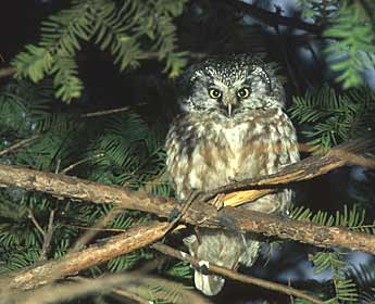 Boreal Owl (Aegolius funereus) photo image