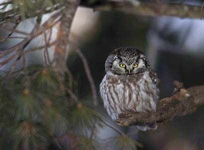 Boreal Owl (Aegolius funereus) photo image
